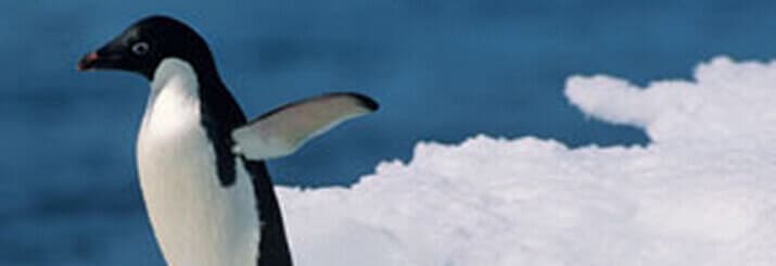 seo-penguin-update